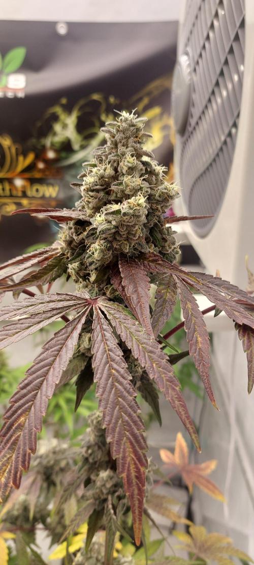 null by GrowWithFlow