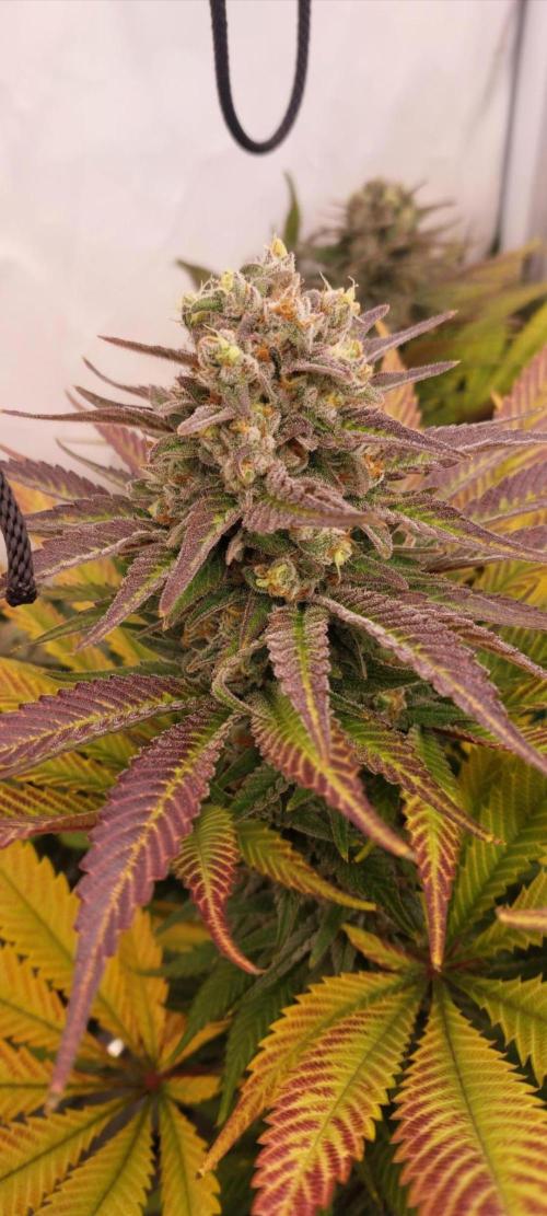 null by GrowWithFlow
