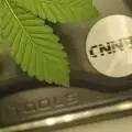 cannatommy22
