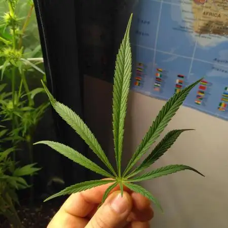 LandraceCBDLover
