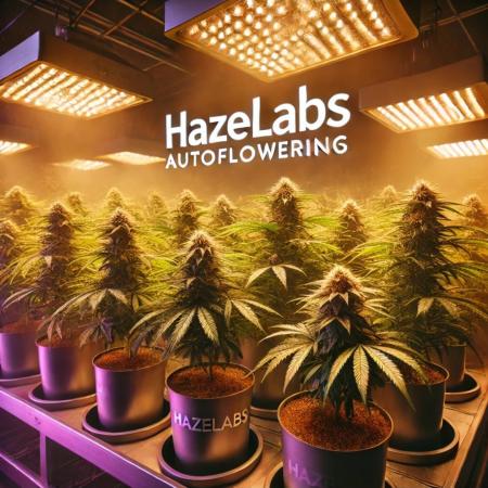 HazeLabs