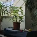 Floflow