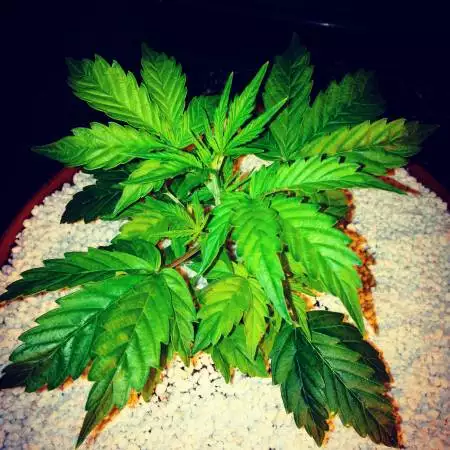 TheFlorister