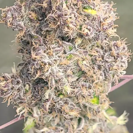 GnomeGrown