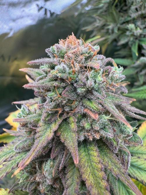 null by Mr2toke