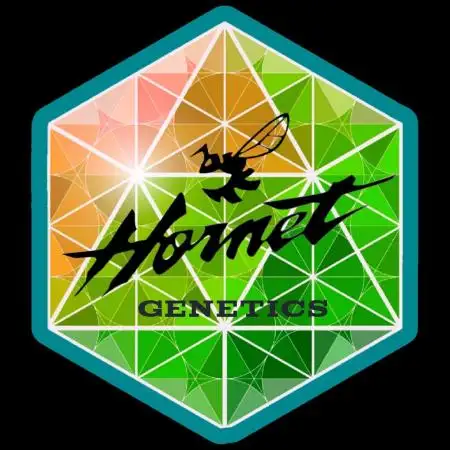 Hornetgenetics