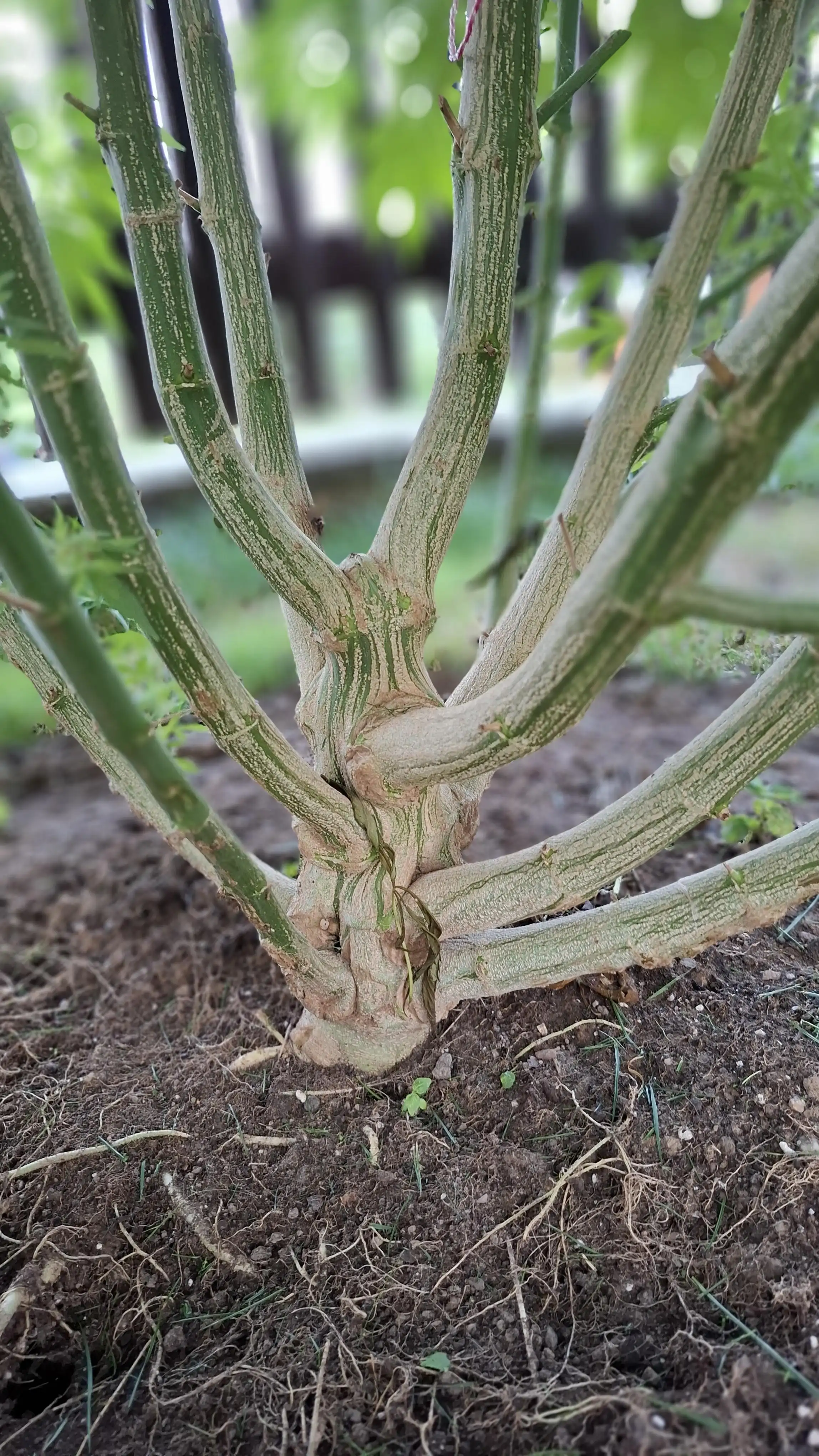 Dominostrees