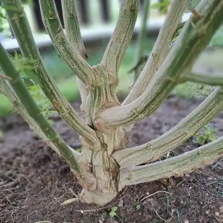 Dominostrees