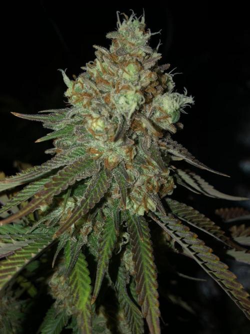 null door MindFlowers68