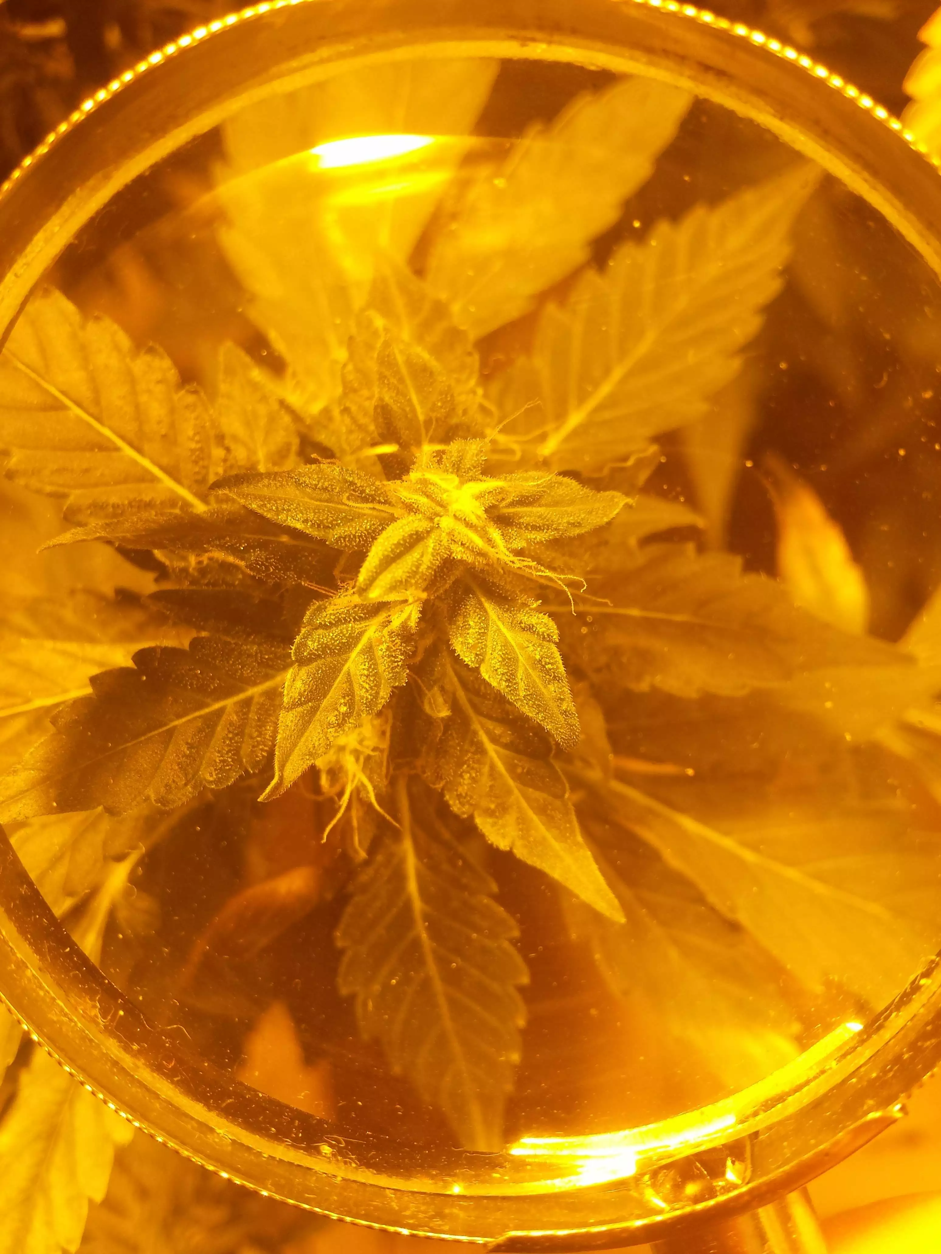 Medico