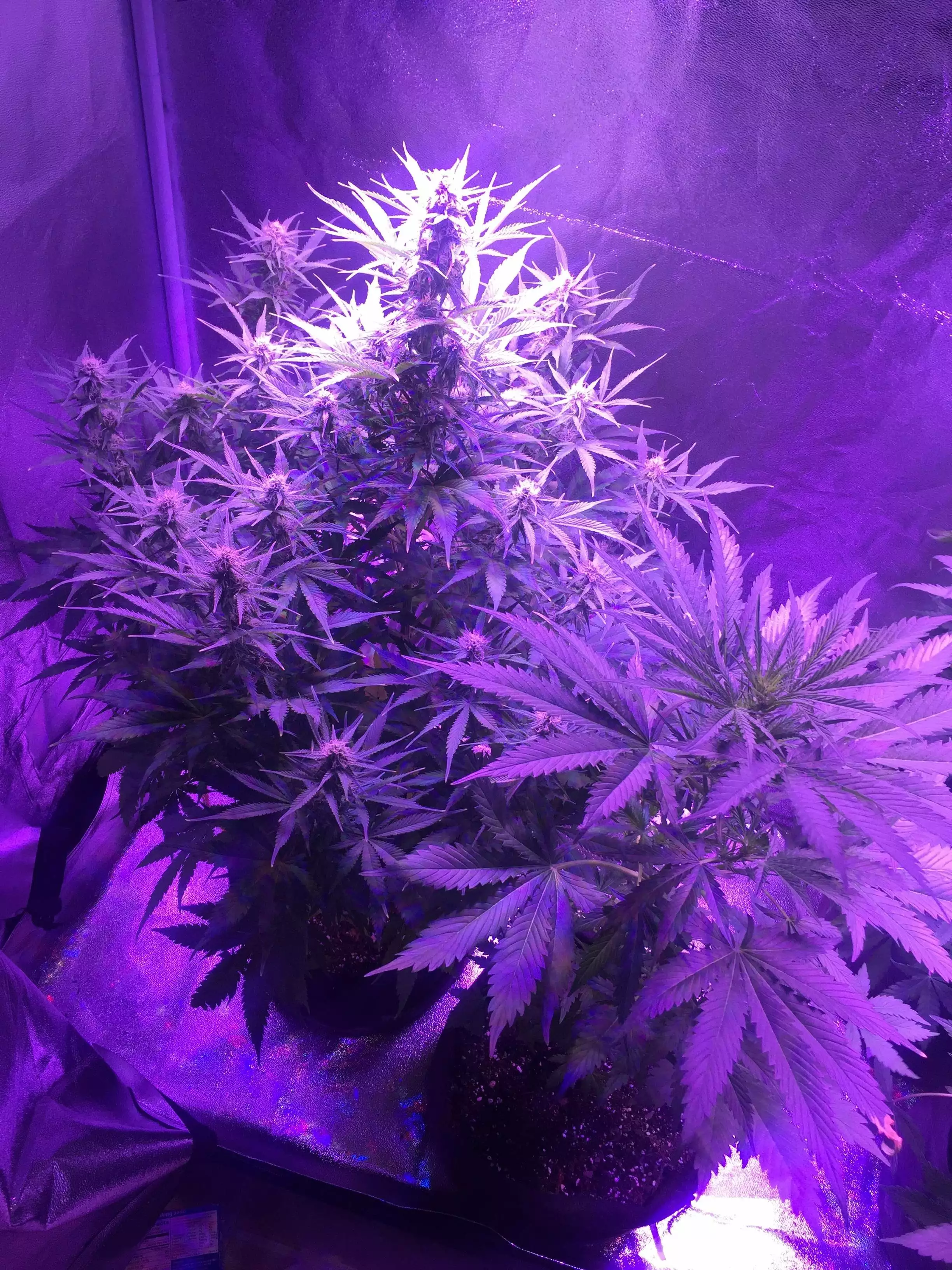 420king