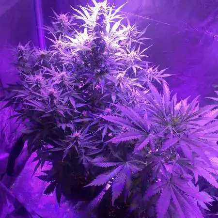 420king