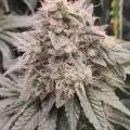 BioGrowBayer