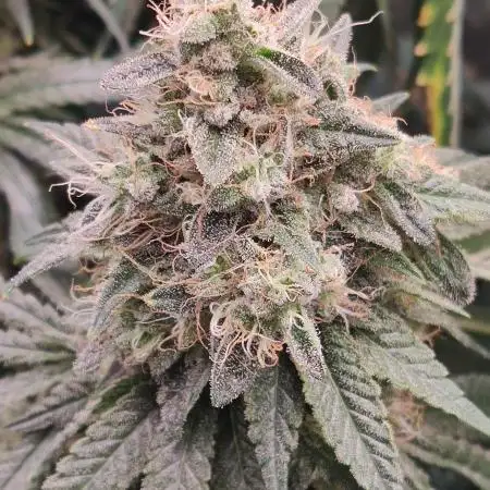 BioGrowBayer