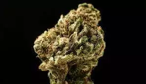 THC_GOD12345