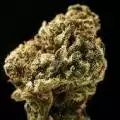 THC_GOD12345
