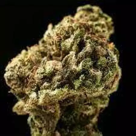 THC_GOD12345