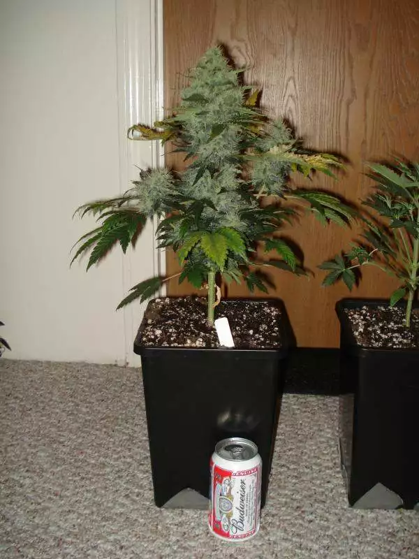 MainiacFarmer