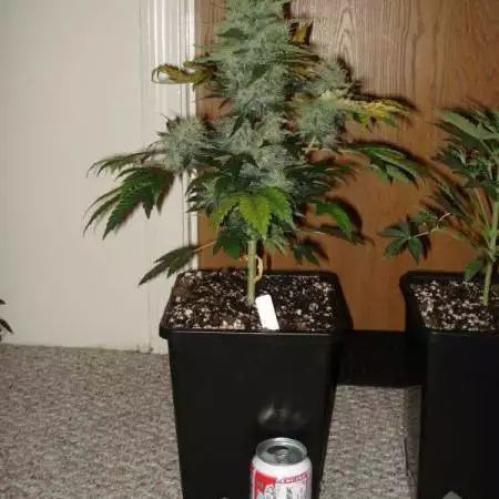 MainiacFarmer