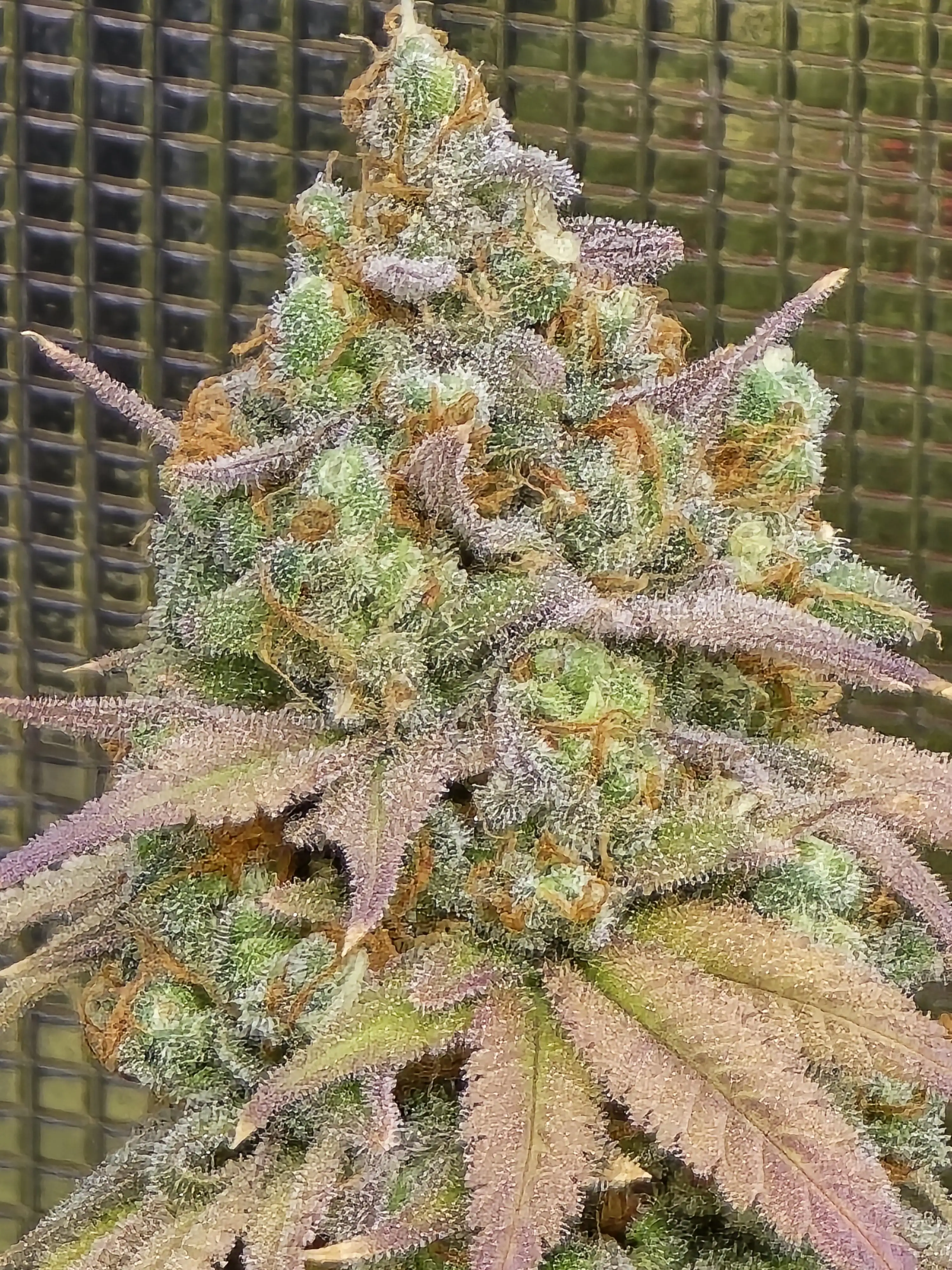 Hempface86