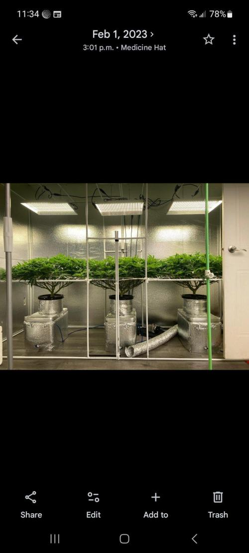 null by TheGreenCareTaker