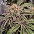 Kinghaze