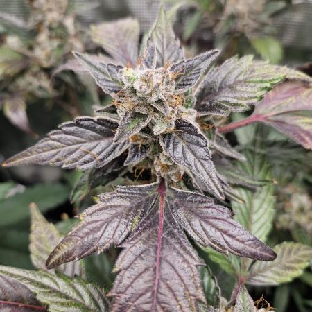 WakeAndBake