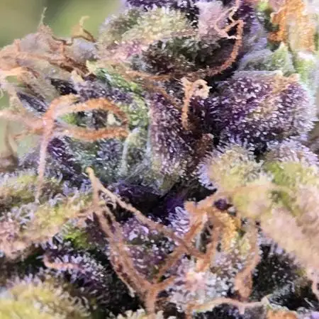 McCabe22