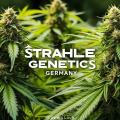 crazystrahle