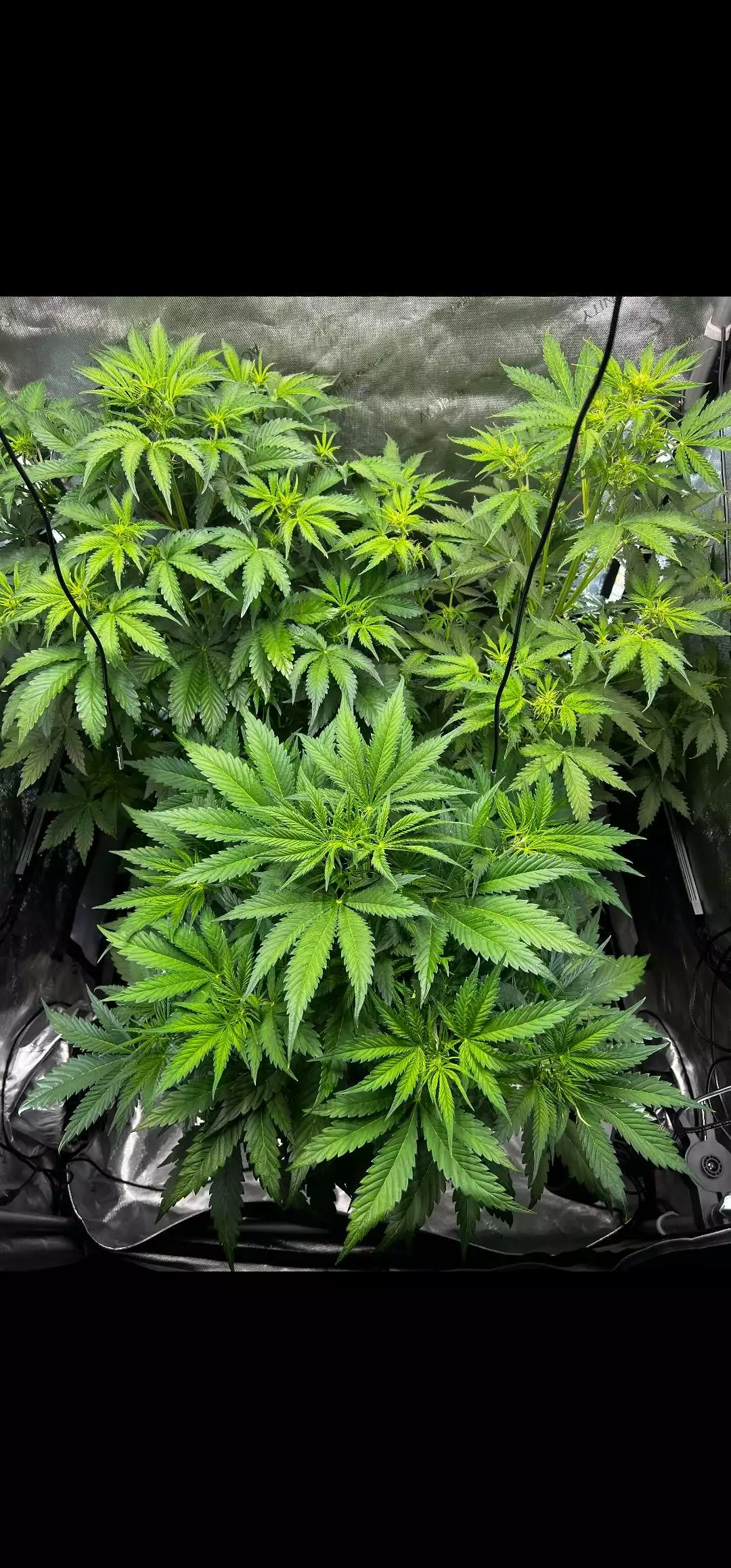 Smokey_valley_genetics