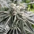 Weztkush83