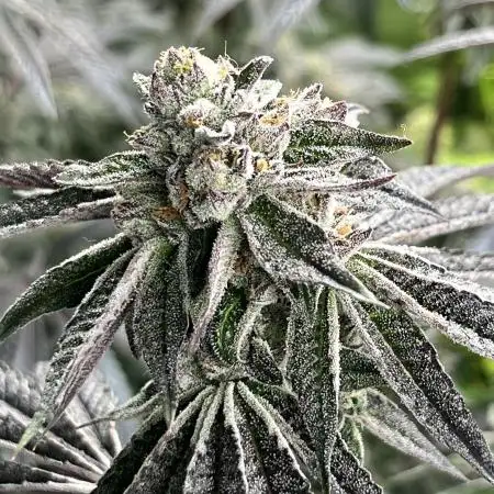 Weztkush83