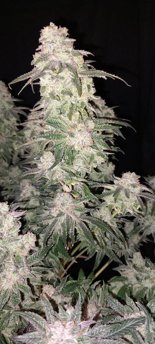 null door Prof_Weed