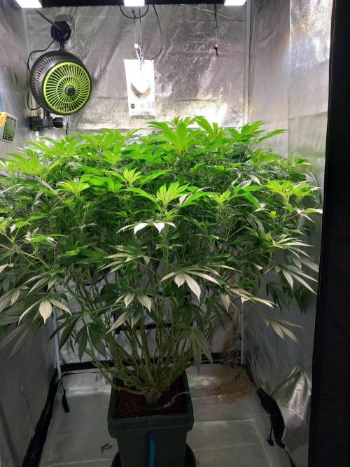 null by Prof_Weed