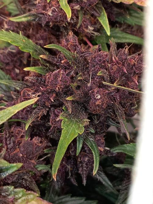 null by Prof_Weed
