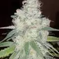 HomeGrower
