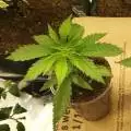 regulargrower
