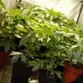 Thegreenroad