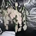 DrShotzUK