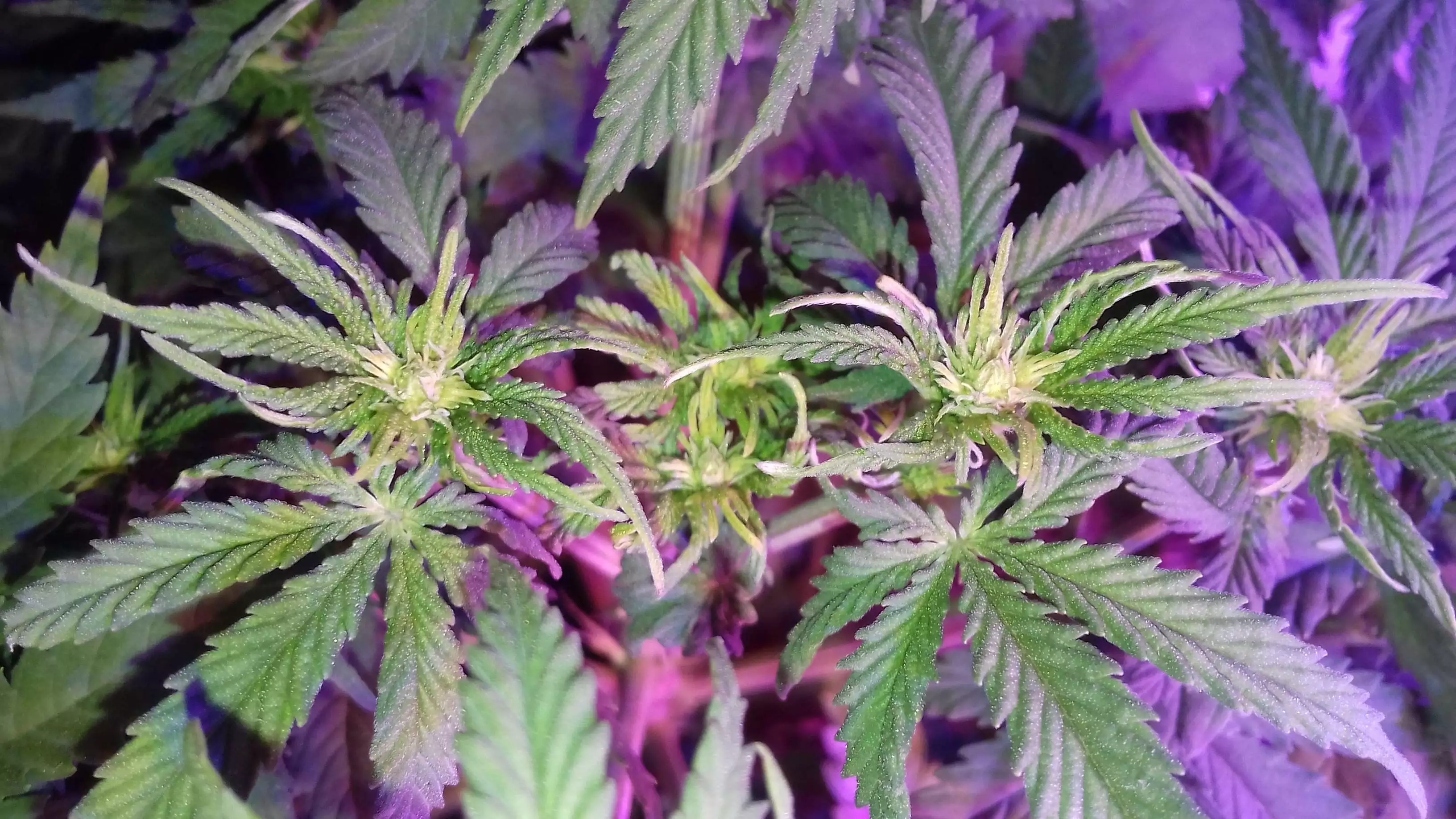 weedfarmer90