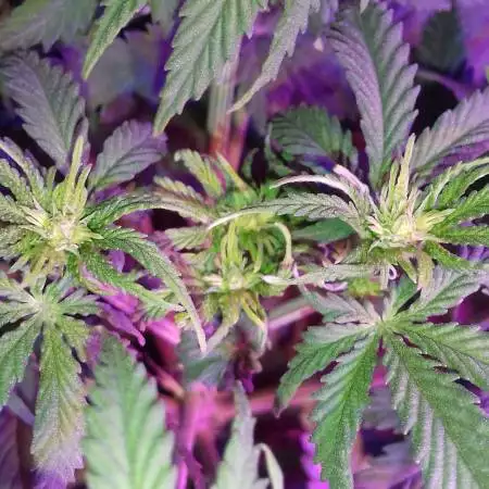 weedfarmer90