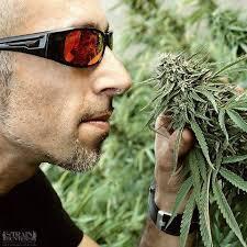 MrHaze