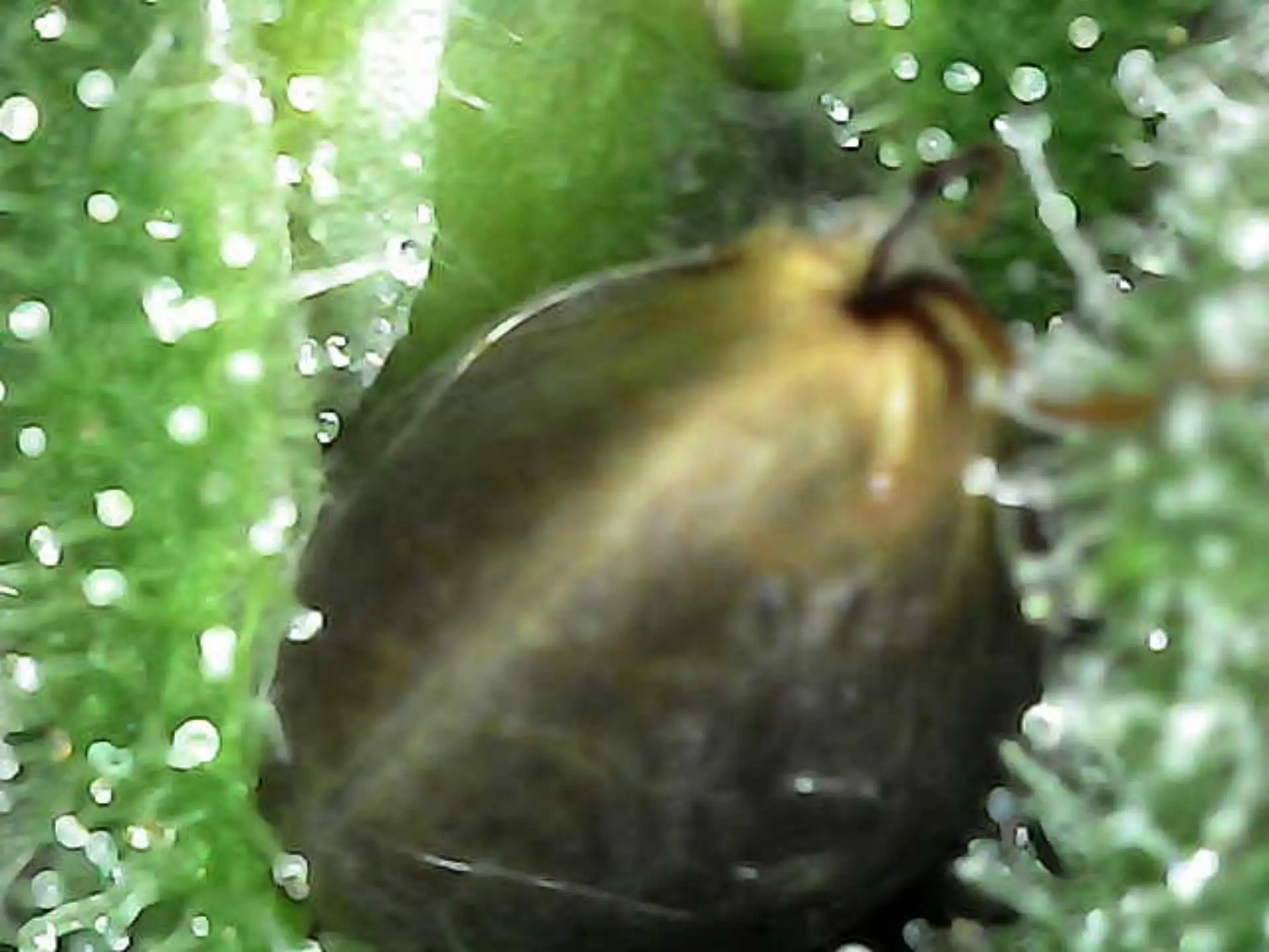 StickyBee