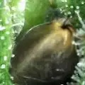 StickyBee