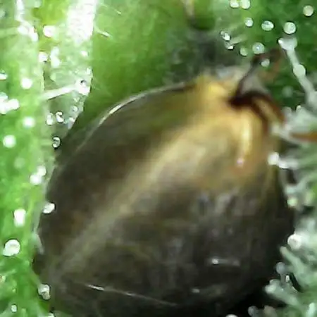 StickyBee