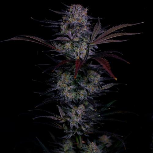 null by IslandTerps