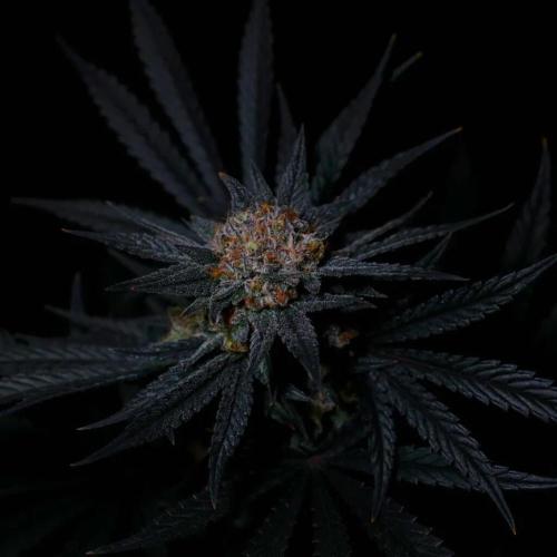 null by IslandTerps
