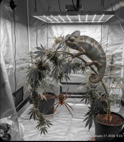 null door Green_Claws