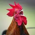 Chicken2024