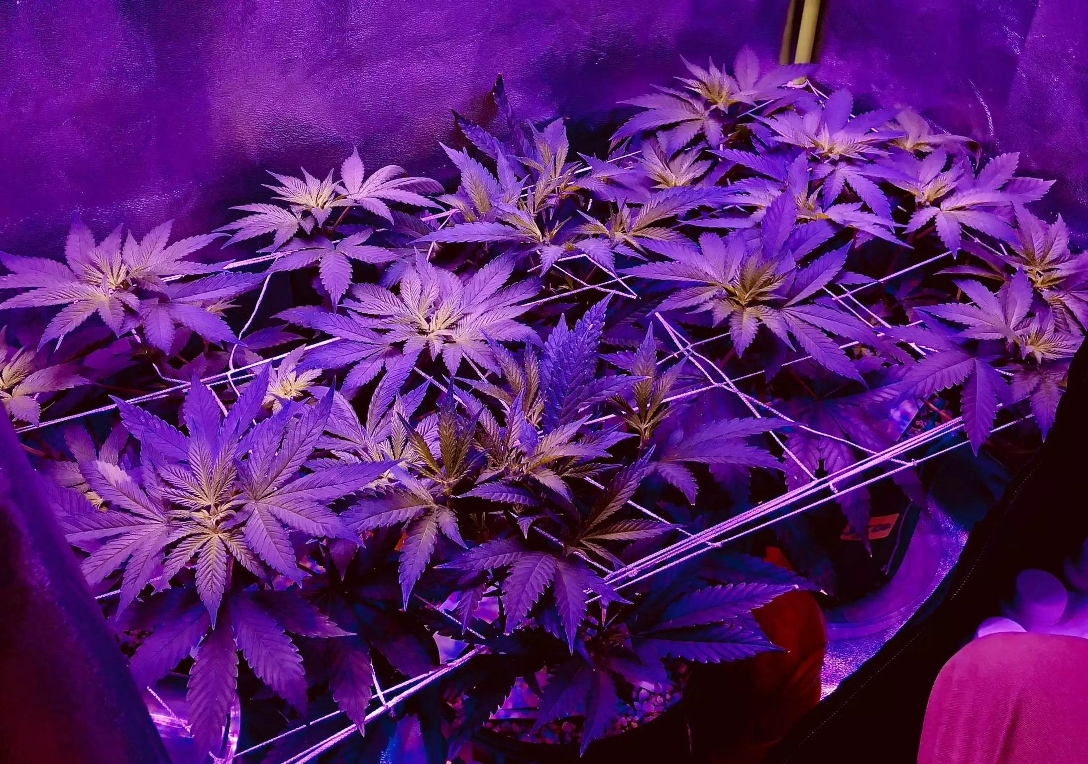TattooGrow